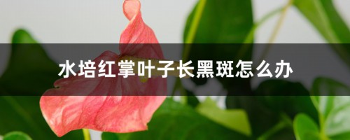 水培红掌叶子长黑斑怎么办