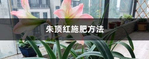 朱顶红施肥方法